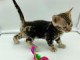 Chatons Bengal a donner