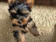 Yorkie Puppies for sale