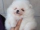 A donner chiot type spitz nain blanche femelle