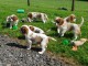 beaux chiots Cavalier King Charles Tricolore