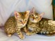   Magnifiques chatons Bengal