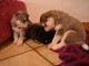 Chiots husky sibérien pure race pour adoption