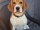 donne beagle 1 ans contre bon soin