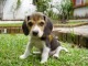 Chiot beagle trois mois