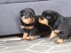 Adorables Chiots Rottweiler LOF