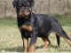 Chiens d’apparence Rottweilers