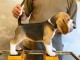 Chiots Beagles disponibles 