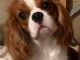 Chiots cavalier King Charles 