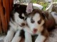 Magnifiques chiots husky sibérien 