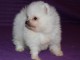 A donner Chiot type Chow Chow femelle