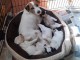 Chiots Parson Russell Terrier