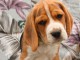 adorable chiot beagle