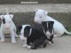 Mini Bull Terrier chiots