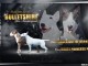 Bull terrier chiots à vendre