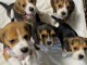 Magnifiques Chiots d’apparence Beagles 