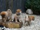 Chiots Shiba Inu Mâle Et Femelle