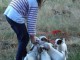 chiots jack Russell non LOF