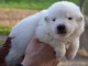 Donne chiot type Berger Blanc Suisse.