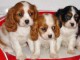 Chiots Cavalier King Charles ..