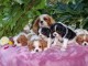Chiots Cavalier King Charles...