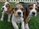 Adorables chiots Beagle