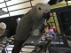 Adorable perroquet gris du Gabon 