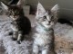 Chatons main coon disponibles 
