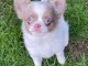 Magnifique chiot chihuahua disponible en adoption