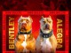 American Bully / Pit Bull Terrier chiots