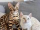 Magnifique chatons de BENGAL à adopter