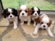 Chiots cavalier king charles a donner