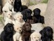 Adorables chiots Labrador retrievers 