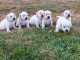 Chiots Labrador retriever disponibles 