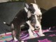 Mini Bull Terrier chiots