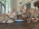 chaton serval , caracal, savannah disponible 