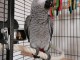 Adorable perroquet Gris du Gabon femelle
