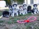 Magnifiques chiots sibériens husky disponibles à adopter