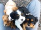 Chiots Cavalier King Charles Spaniel Adorable