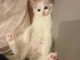 Chatons ragdoll a donner 