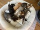 3 chatons siberien disponible