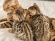 Adorables chatons Bengal 