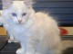  Chatons Ragdoll LOOF a donner