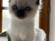 Adorable chaton Ragdoll LOOF a donner 