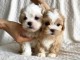 chiots MORKIE PUPPY adorable