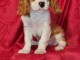 Adorables bb Cavalier King Charles