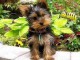 Adorables Chiots Yorkshire terriers 