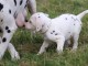 Chiots Dalmatien Adoption Disponible 