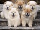 Adorables chiots chow-chow 