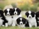 Chiots d’apparence border collies 