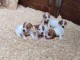 Chiots Jack Russell Terrier J Offre